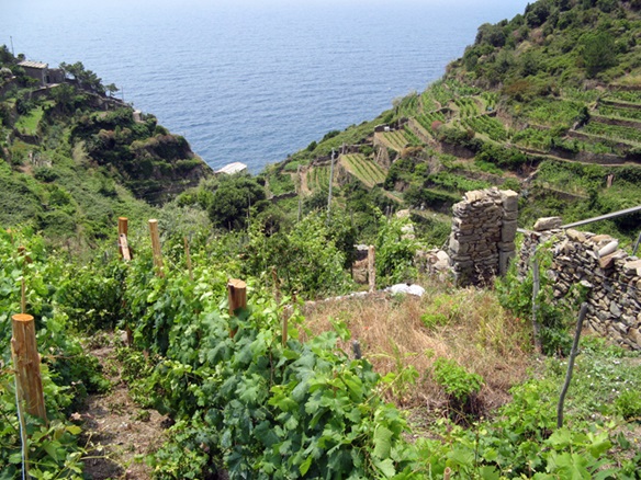 Cinque Terre vineyards on the terraced hills. Credits CC BY-2.0 www.wikipedia.org