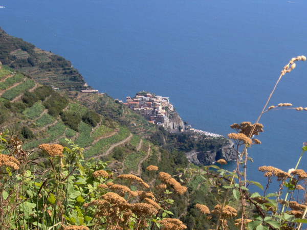 Cinque Terre vineyards on the terraced hills. The seaside village of Manarola in the background. Credits: CC BY-SA 3.0 www.wikipedia.org