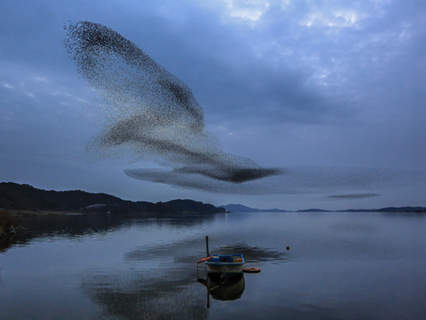조수남, 익산 가창오리 군무 27mm  F8  140S  ISO 3200