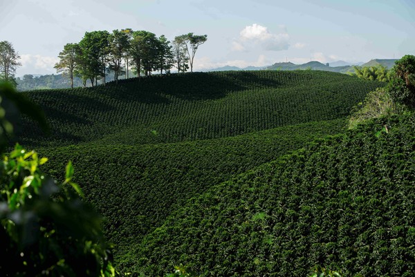 Cafetal Foto Camilo Buitrago