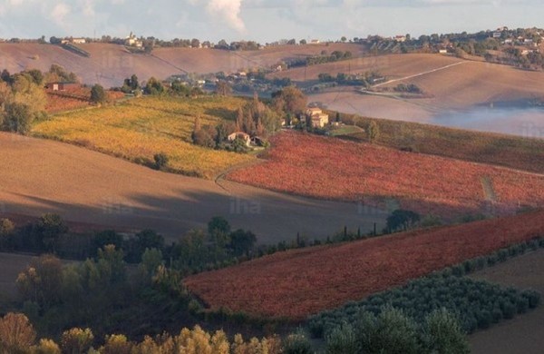 Countryside around the village of Morro d’Alba. Marche region, Italy. Photo credits www.slownews.it