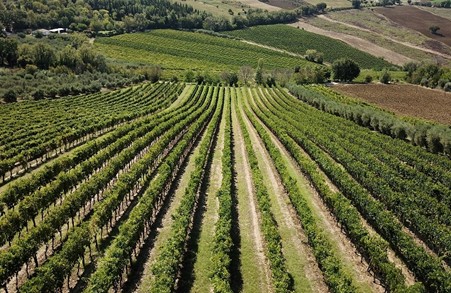 Lacrima grape vineyards around the village of Morro d’Alba. Marche region, Italy. Photo credits www.slownews.it