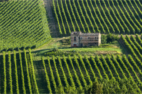 An old farmhouse surrounded by Lacrima grape vineyards. Morro d’Alba. Marche region, Italy. Photo credits www.wineowine.com