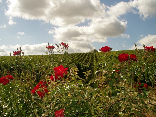 Sauvignon Blanc vineyards nearby the town of Sancerre. Photo credits: CC BY-SA 2.0 www.wikipedia.org