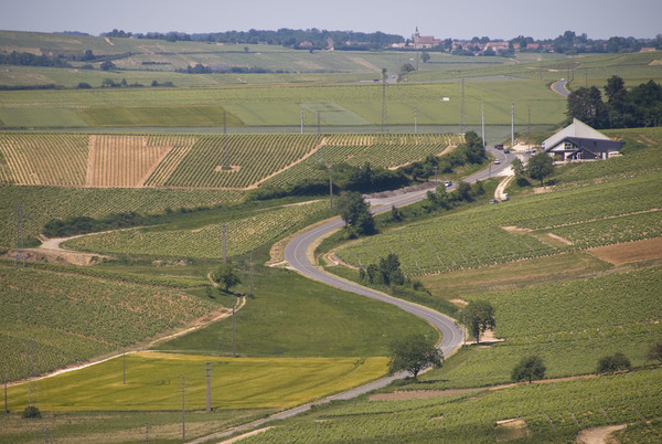 Sauvignon Blanc vineyards nearby the town of Sancerre. Photo credits: CC BY 2.0 www.wikipedia.org