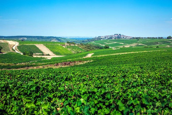 Sauvignon Blanc vineyards around the town of Sancerre. Photo credits: www.winedharma.com