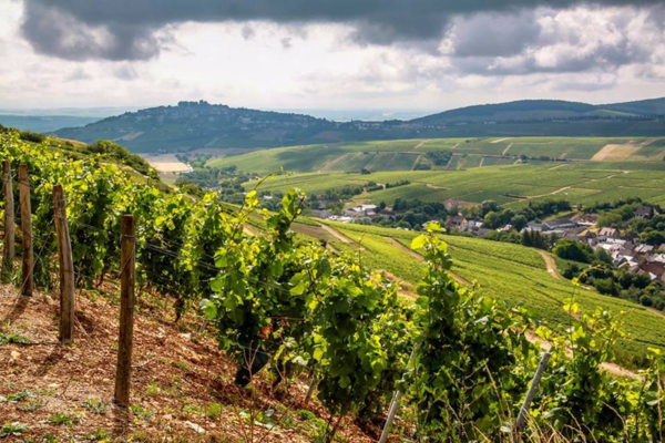 Sauvignon Blanc vineyards around the town of Pouilly-sur-Loire. Photo credits  www.webdivino.it