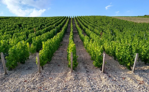 Sauvignon Blanc vineyards along the Loire River Valley. Photo credits  www.igrandivini.com