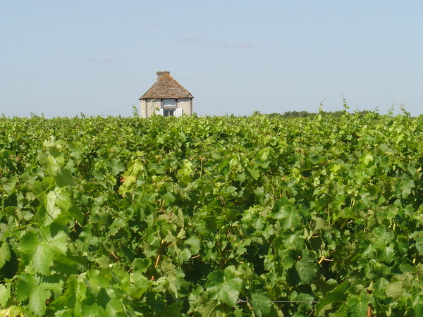 Vineyards in the Touraine AOC wine area. Region of Centre-Val de Loire, France. Credits CC BY-SA 3.0 www.wikipedia.org