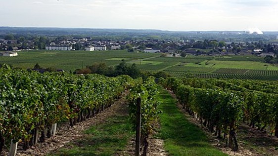 Vineyards in the Touraine AOC wine area nearby the town of Burgueil. Region of Centre-Val de Loire. France. Credits CC BY-SA 3.0 www.wikipedia.org