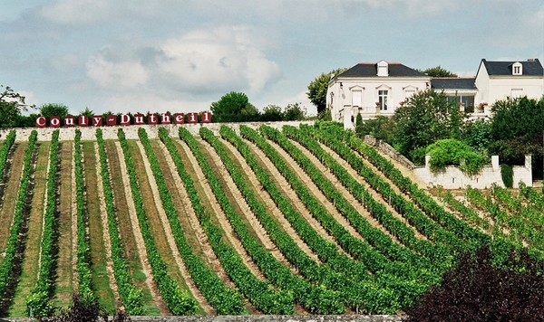 Vineyards in the Loire Valley. Credits CC BY-SA 2.0 www.wikipedia.org