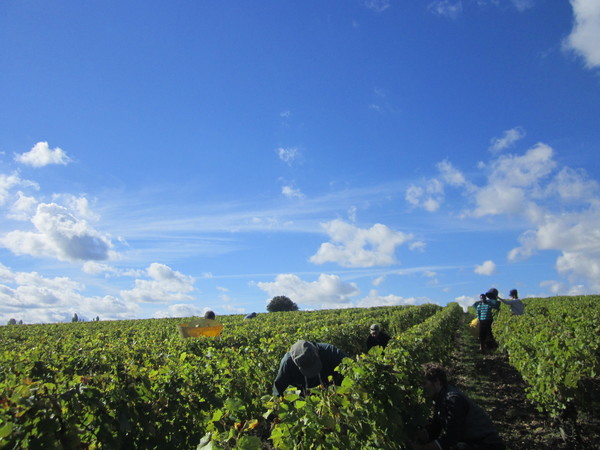 Harvest of Chenin Blanc grapes around the village of Vouvray. Region of Centre-Val de Loire, France. Credits: CC BY-SA 4.0 www.wikipedia.org