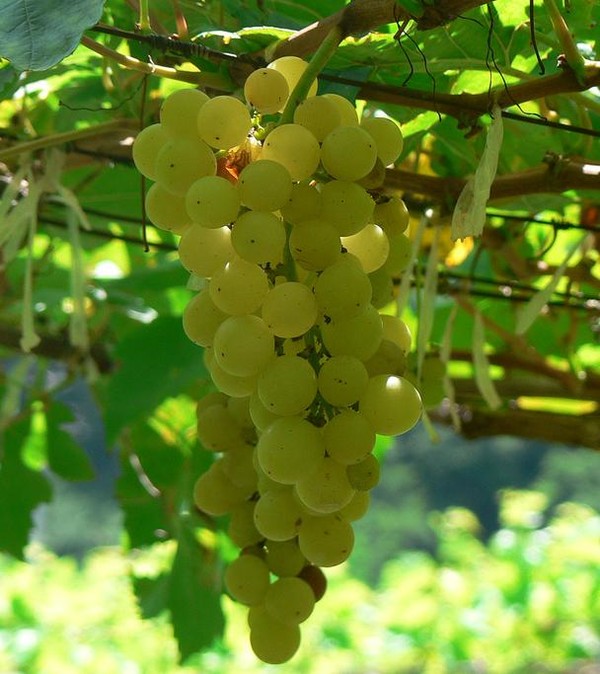 A bunch of Chenin Blanc grape. Credits: CC BY 2.0 www.wikipedia.org