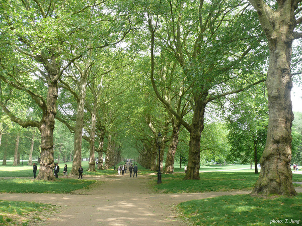 꽃장식이 없는 수수한 그린 파크
