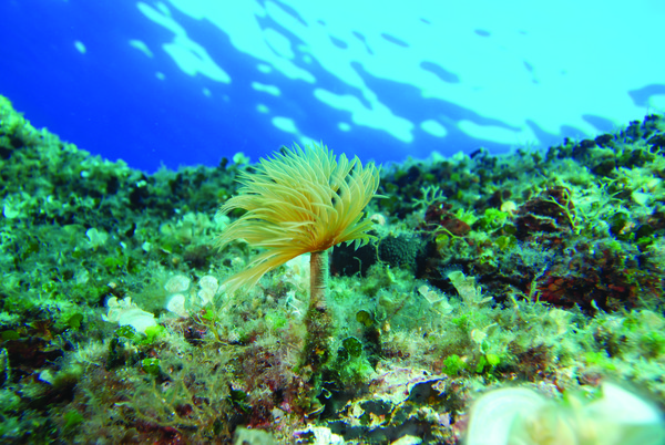 ronjenje-more-optimizirano-za-tisak-indux-media-doo