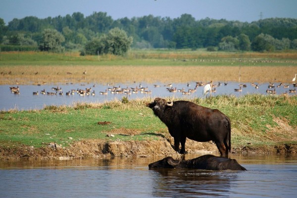 Water buffalo near Mórahalom
