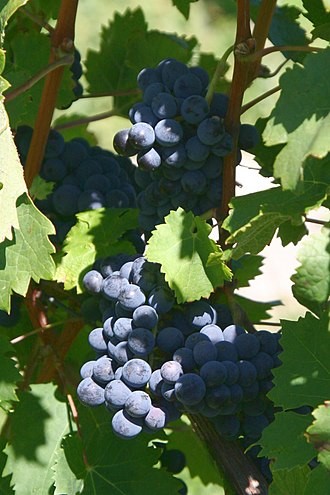 A bunch of Cabernet Franc grapes. Credits: CC BY-SA 3.0 www.wikipedia.org