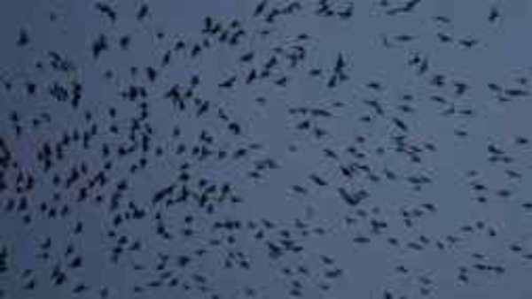 정연두 '오감도' 2022, 실감비디오 컬러 스테레오사운드 14분 16초