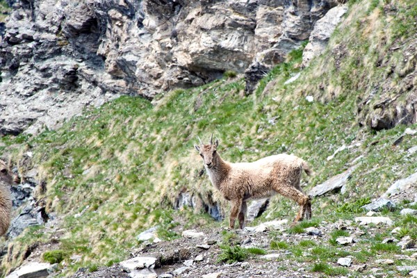 Chamois