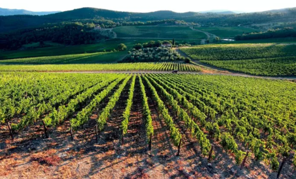 Lambrusco grape vineyards. Emilia-Romagna, Italy. Credits www.nonsolobuono.it
