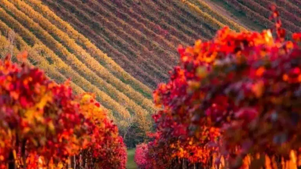 Lambrusco grape vineyards. Emilia-Romagna, Italy. Credits www.winedharma.com