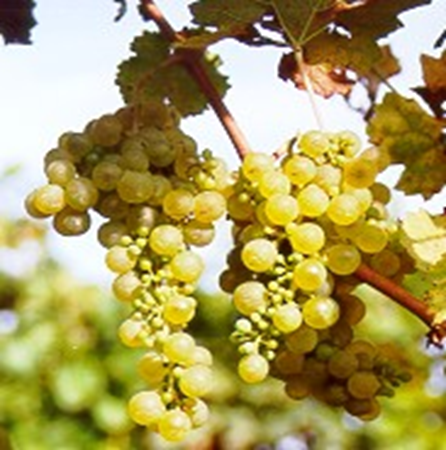Picolit grape bunches. Credits: www.italyeno.com