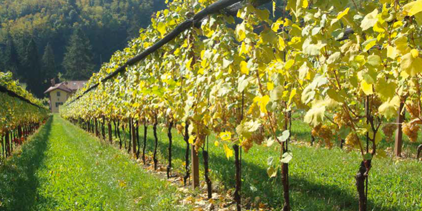 Picolit grape vineyards. Friuli-Venezia Giulia region. Italy. Credits: www.blog.cantine.wine