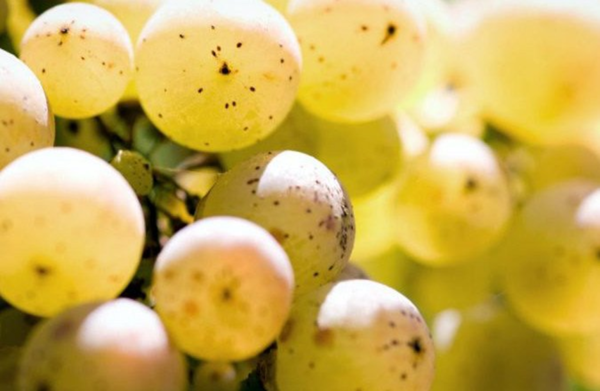 Close-up of Picolit grape berries. Credits: www.blog.cantine.wine