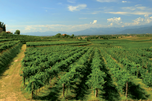 Picolit grape vineyards. Friuli-Venezia Giulia region. Italy. Credits: www.qualigeo.eu