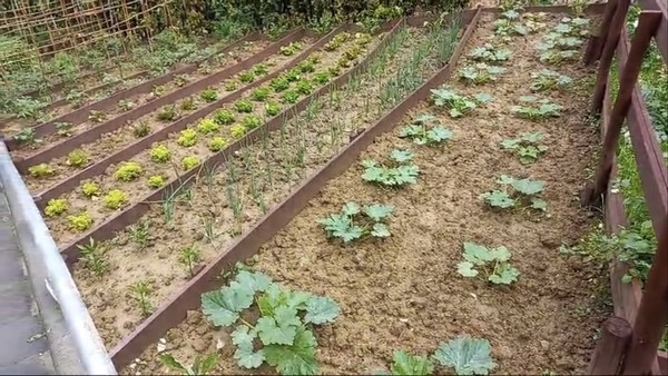 Orto arrangement in terraces