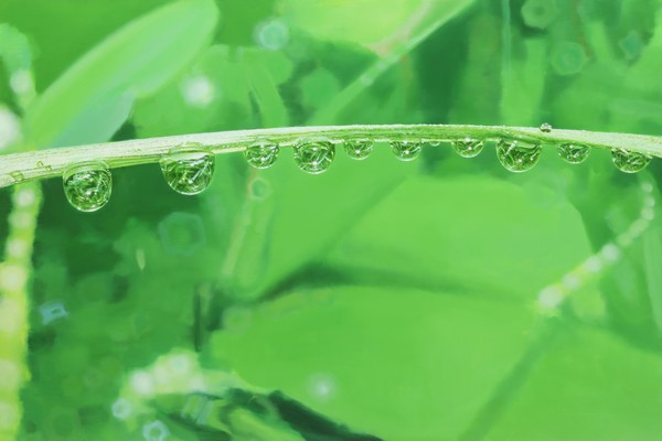 이영수, Natural Image 145.5 x 97 cm Oil on canvas 2024