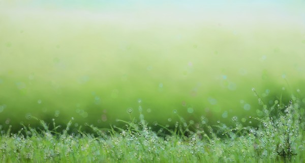 이영수, Natural Image  130 x 70 cm Oil on canvas  2023