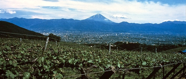 Koshu grape vineyards with Mount Fuji in the background. Yamanashi Prefecture, Japan. Credits: www.quattrocalici.it