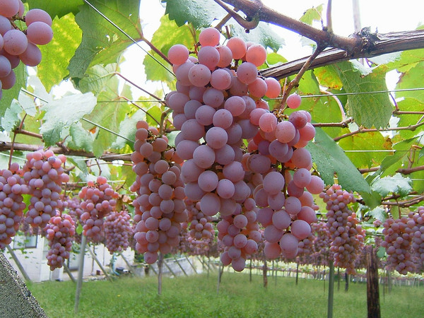 ​Bunches of Koshu grapes with their distinctive pale pink color. Credits: CC BY 2.0 www.wikipedia.org​
