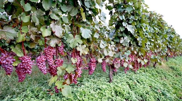 Rows of Koshu grapes. Yamanashi Prefecture, Japan. Credits: www.thirstmag.com