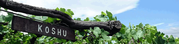 Rows of Koshu grapes. Yamanashi Prefecture, Japan. Credits: www.winejus.com