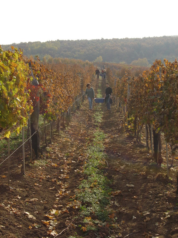 Vineyards in Eger wine region. Hungary. Credits: CC BY 2.0 www.wikipedia.org