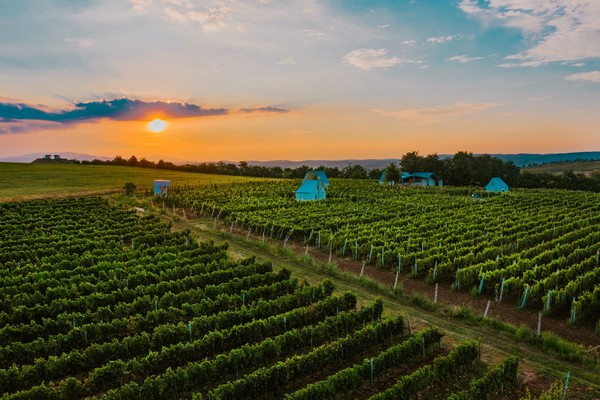 Vineyards in Eger wine region. Hungary. Credits: www.winesofhungary.hu
