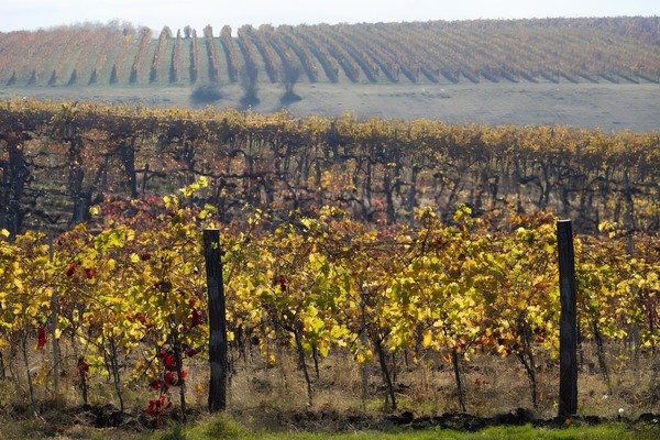 Photo on the previous page. Vineyards in Eger wine region. Hungary. Credits: www.tastehungary.com