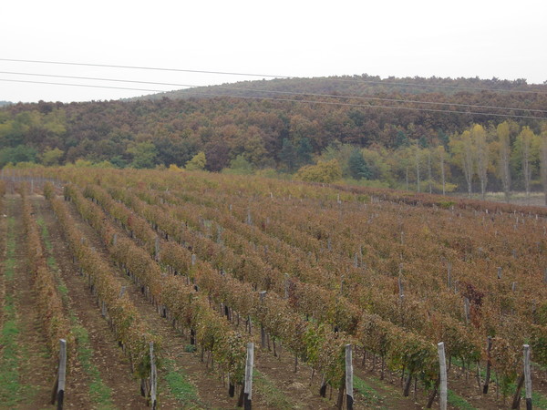 Vineyards in Eger wine region. Hungary. Credits: www.commons.wikimedia.org