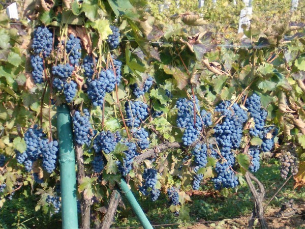 Blaufrankisch grape (known as Kékfrankos in Hungary) in the Eger wine region. Hungary. Credits: CC BY-SA 4.0 www.wikipedia.org