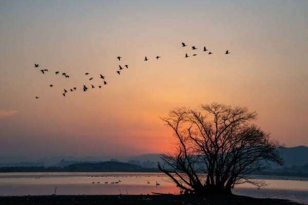 안창섭 주남저수지  68mm  F13  1/2500s  ISO 5000