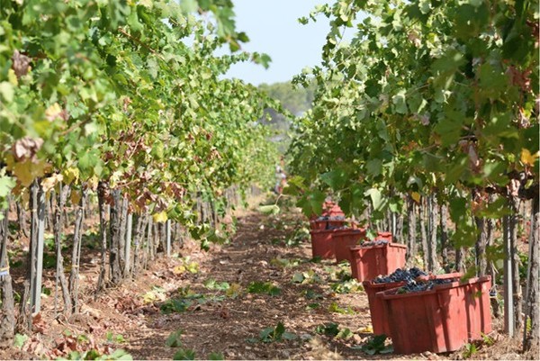Primitivo grape vineyards of Jorche winery. Taranto, Puglia region. Italy. Credits: www.jorchewinery.com