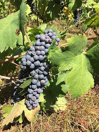 Bunch of Primitivo grape (also known as Zinfandel and Crljenak Kastelanski). Credits: CC BY-SA 4.0 www.wikipedia.org