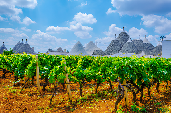 Primitivo grape vineyards with Trulli (traditional Puglia region dry stone hut) in the background. Credits: www.svinando.com