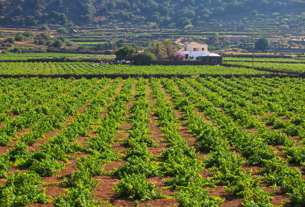 Zibibbo vineyards. Pantelleria. Credits www.svinando.com