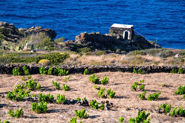 Small-tree Zibibbo vines typical of Pantelleria. Credits www.bereilvino.it