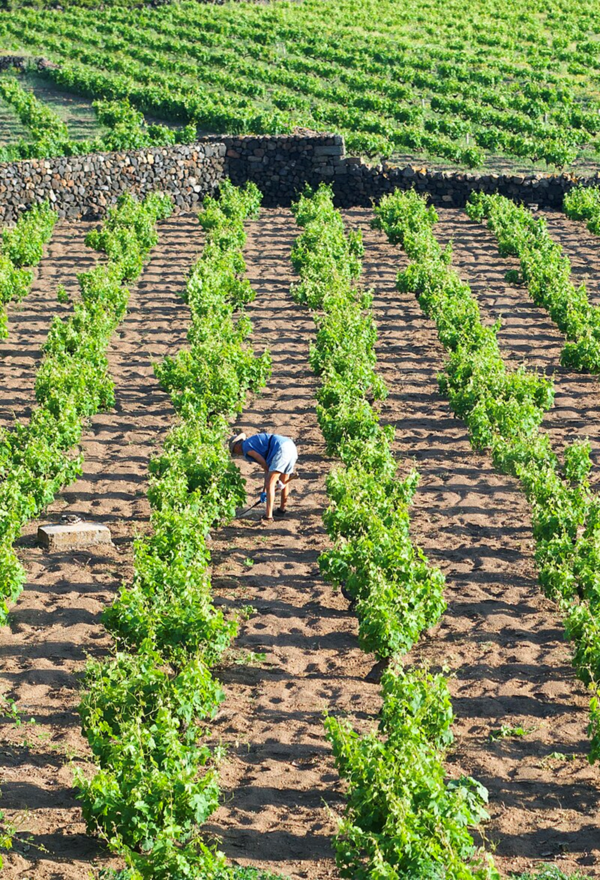 Vitigni ad “alberello” (small-tree vines). The typical vineyards of Pantelleria. Credits CC BY-SA 4.0 www.wikipedia.org