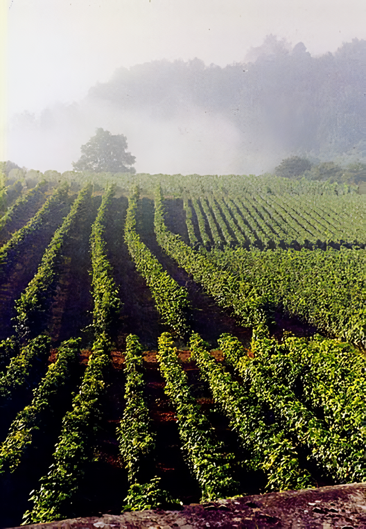 Gamay and Pinot Noir vineyards in the Burgundy wine region. Credits: CC BY 2.0 www.wikipedia.org