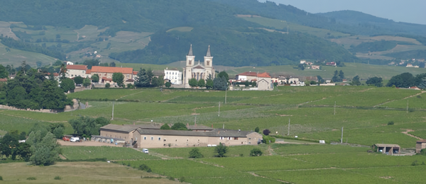 Gamay vineyards in the village of Régnié, Beaujolais wine region. www.wikipedia.org